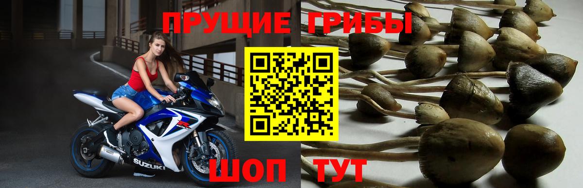 Галлюциногенные грибы Psilocybe Усть-Лабинск